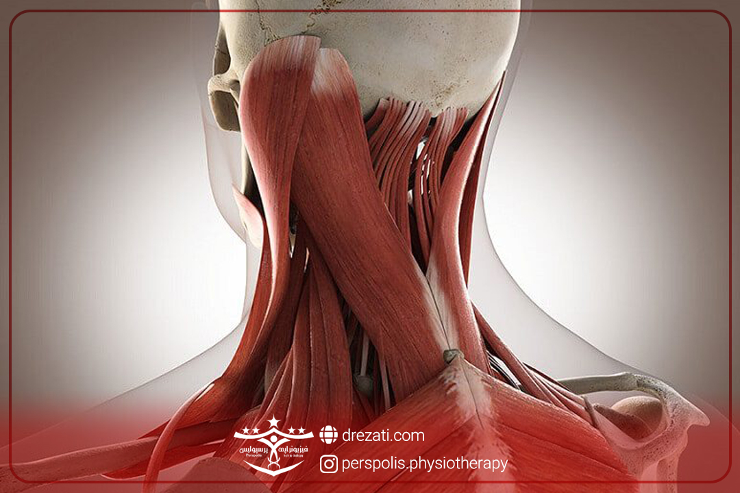 عضلات گردن و دیسک گردن